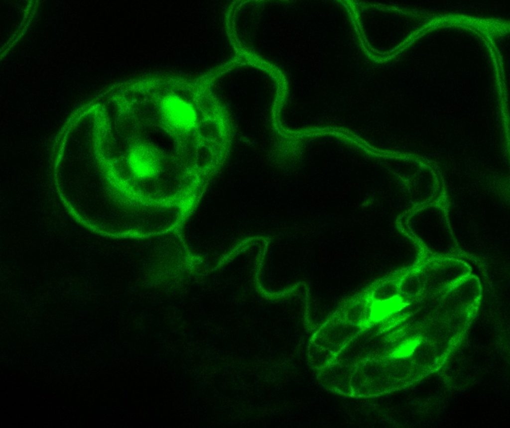 image-guard-cells-group-picture-stress